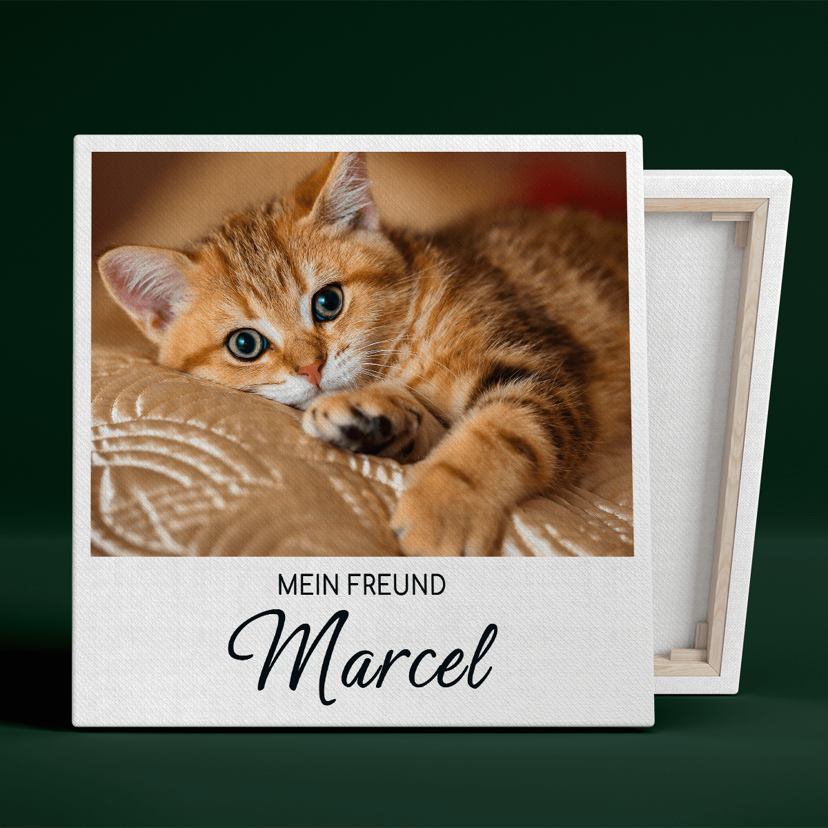 für Katzenliebhaber, Adamell.de