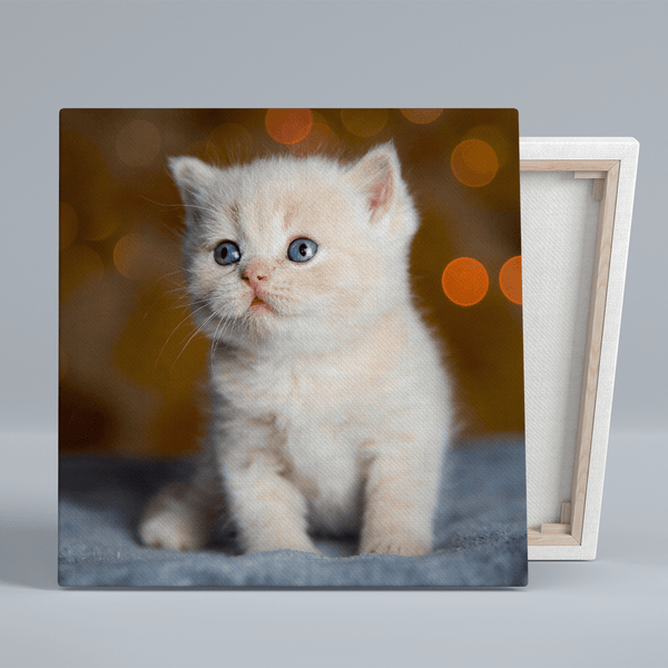 Quadratisches Katzenfoto - Druck auf Leinwand, personalisiertes Geschenk - Adamell.de