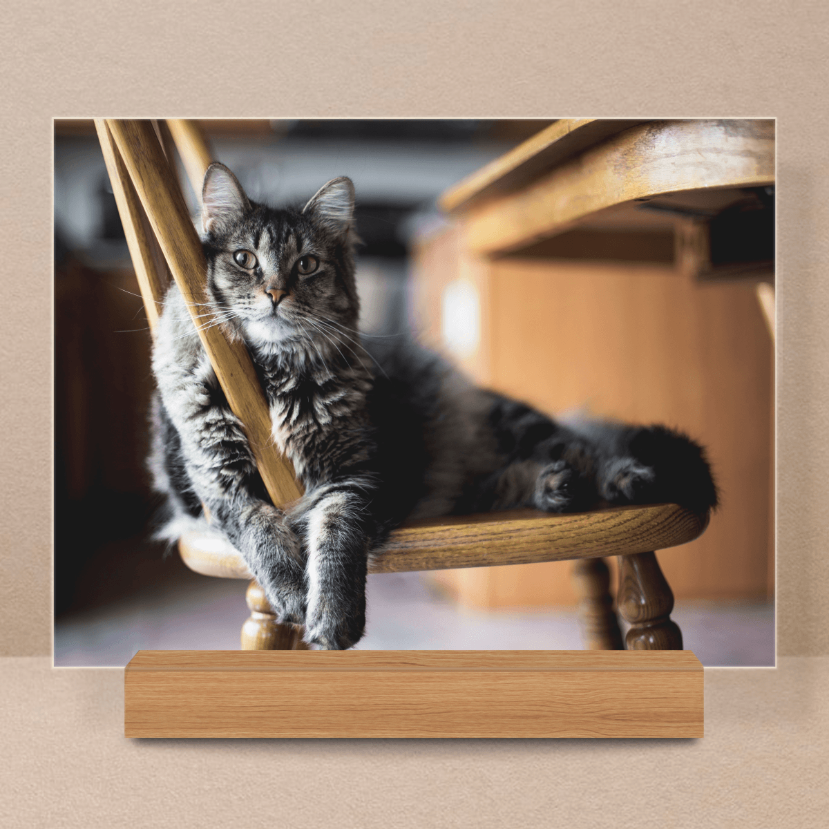 für Katzenliebhaber, Adamell.de