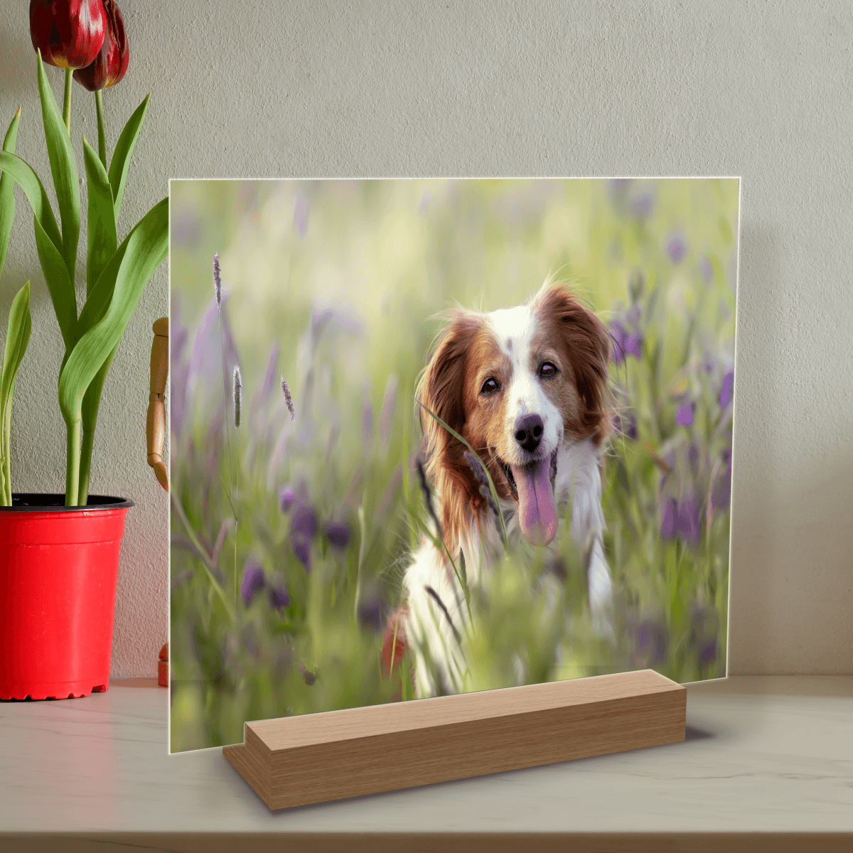 für Hundeliebhaber, Adamell.de