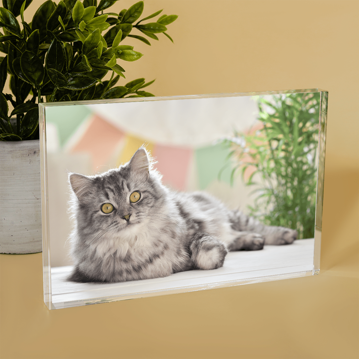 für Katzenliebhaber, Adamell.de