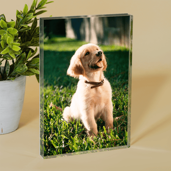 Foto des geliebten Hundes - Druck auf Glas, personalisiertes Geschenk - Adamell.de