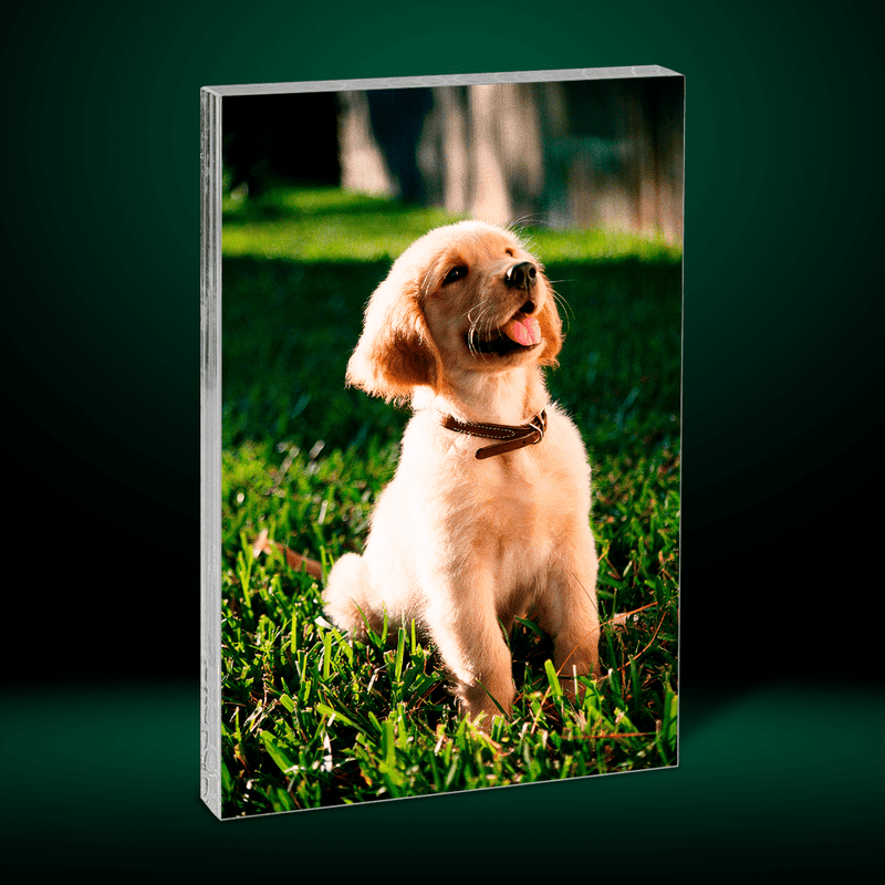 Foto des geliebten Hundes - Druck auf Glas, personalisiertes Geschenk - Adamell.de