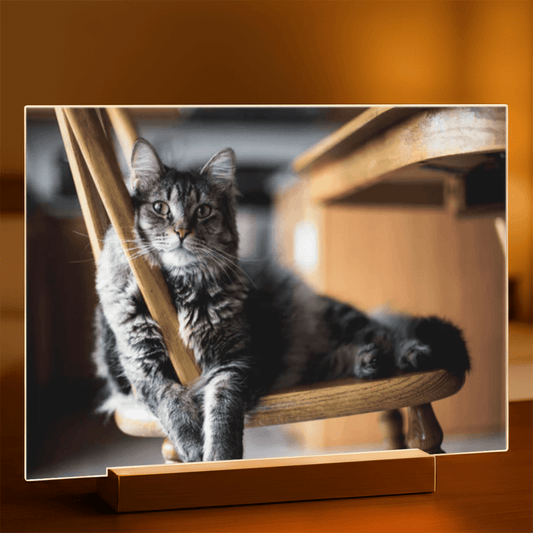 für Katzenliebhaber, Adamell.de