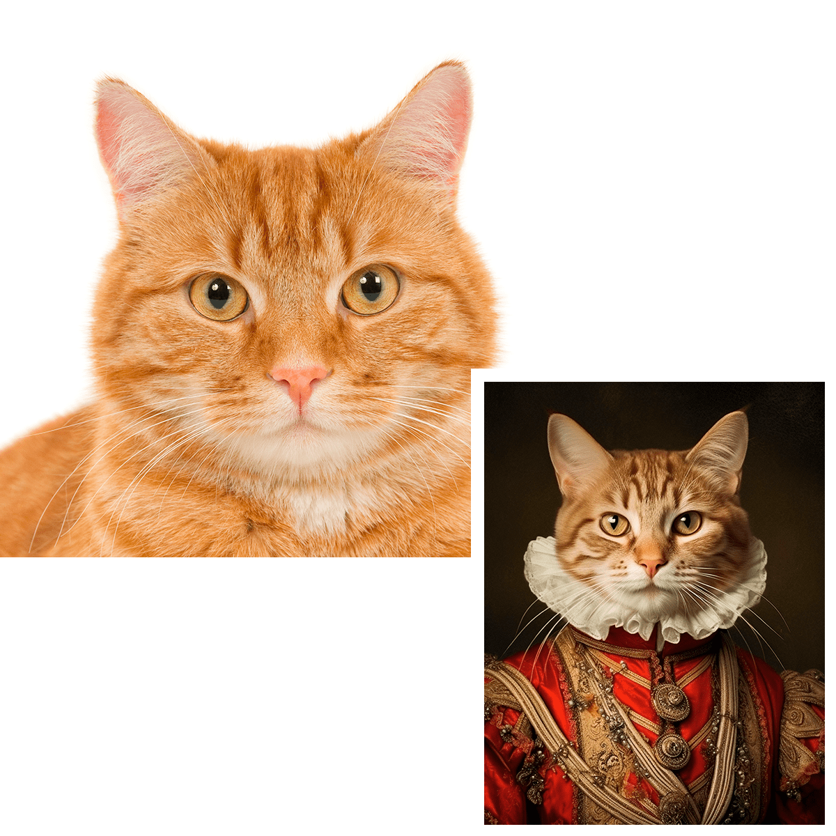 für Katzenliebhaber, Adamell.de