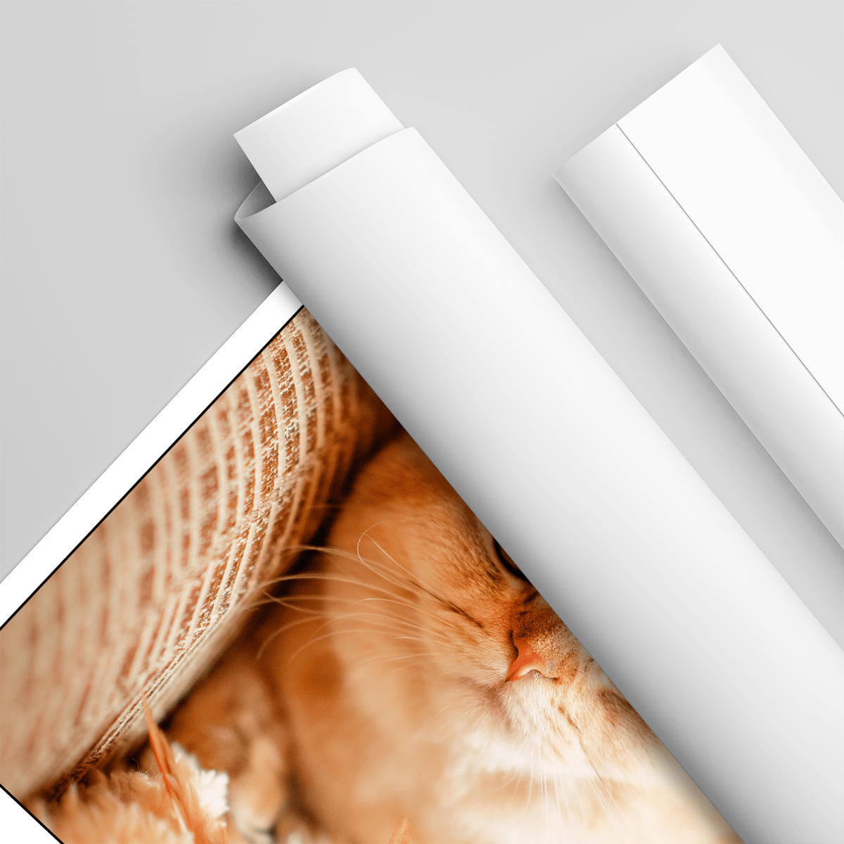 für Katzenliebhaber, Adamell.de