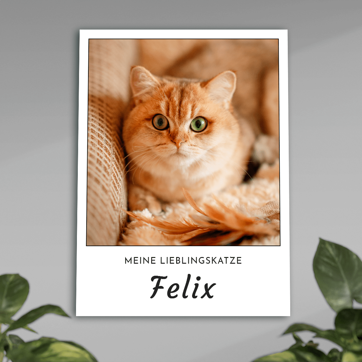 für Katzenliebhaber, Adamell.de