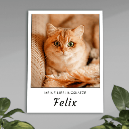für Katzenliebhaber, Adamell.de