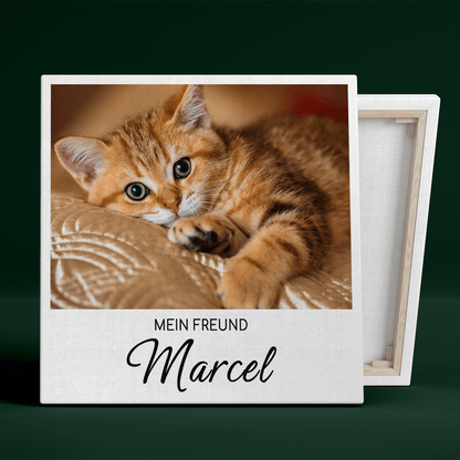 für Katzenliebhaber, Adamell.de