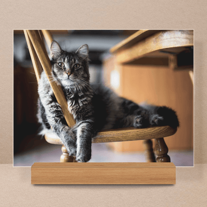 für Katzenliebhaber, Adamell.de