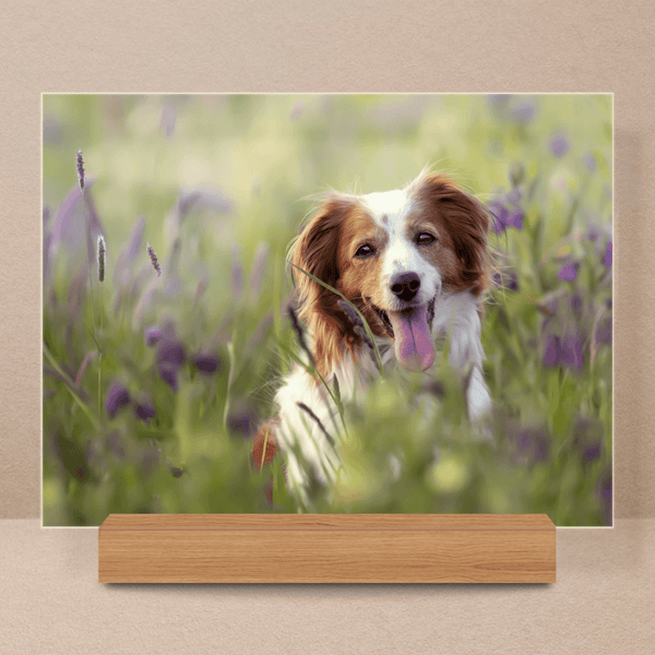 Hund Fotografie - Druck auf Glas, personalisiertes Geschenk - Adamell.de