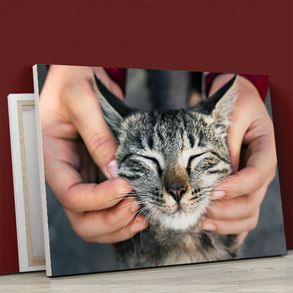 für Katzenliebhaber, Adamell.de