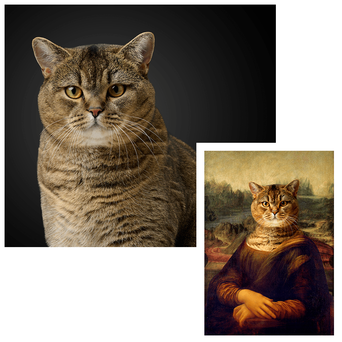 für Katzenliebhaber, Adamell.de
