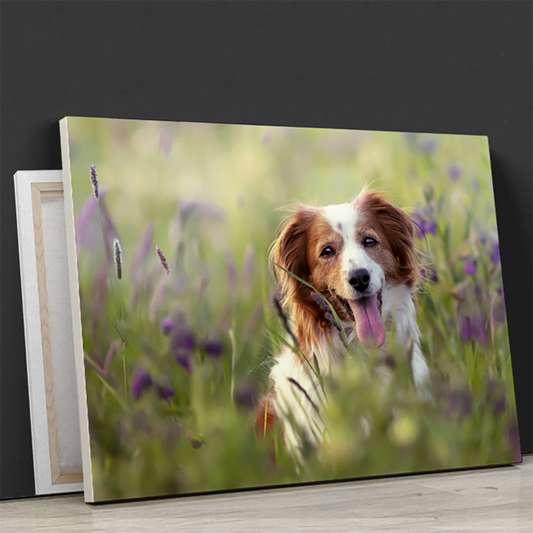 für Hundeliebhaber, Adamell.de