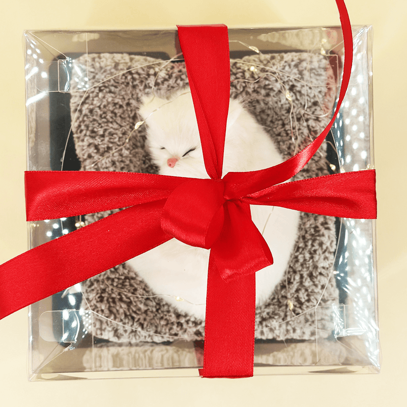 Weiße Katze auf Kopfkissen + LED - Katze in einer Schachtel, originelles Geschenk - Adamell.de